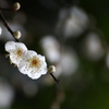 梅の花