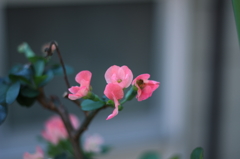 木瓜Ⅲ