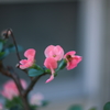 木瓜Ⅲ
