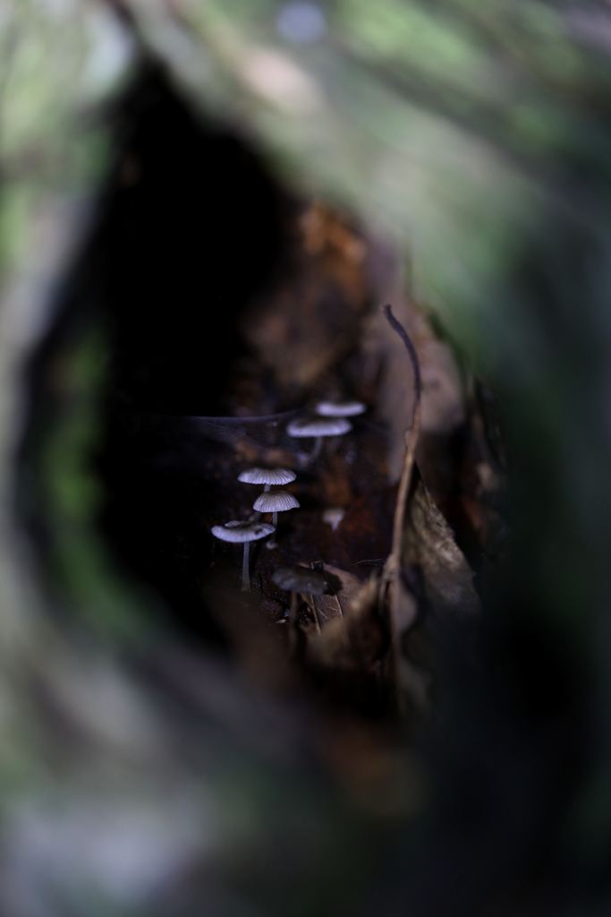 キノコのおうち