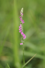 公園の芝生で