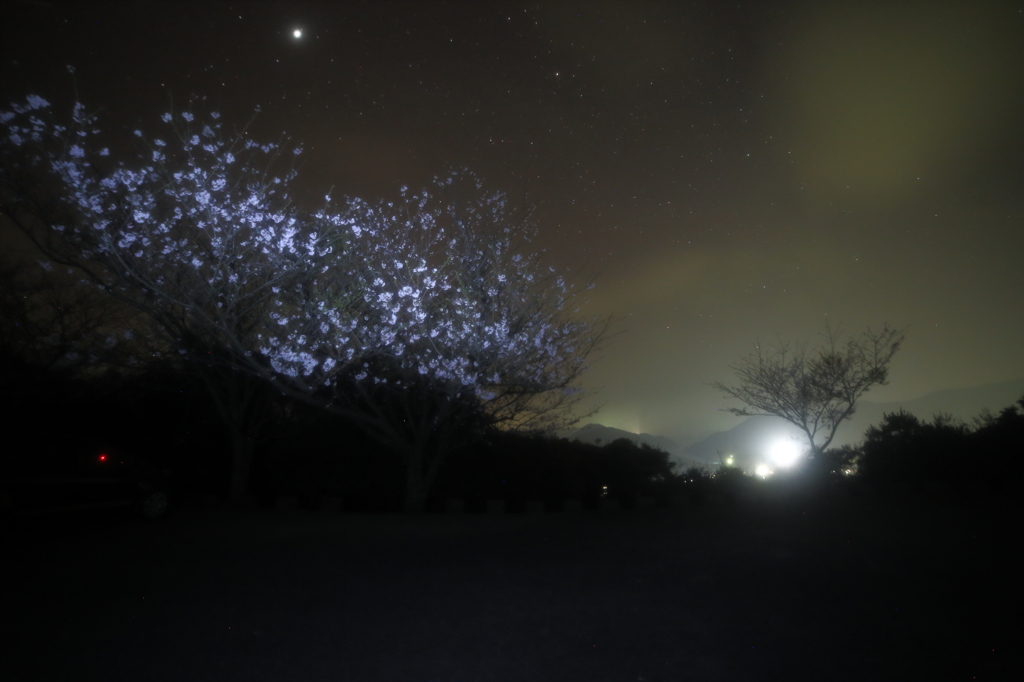 島の夜桜Ⅳ