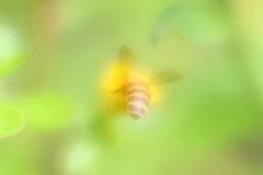 蜜蜂ハッチ