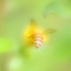 蜜蜂ハッチ