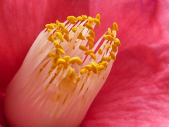 マクロズームⅢ