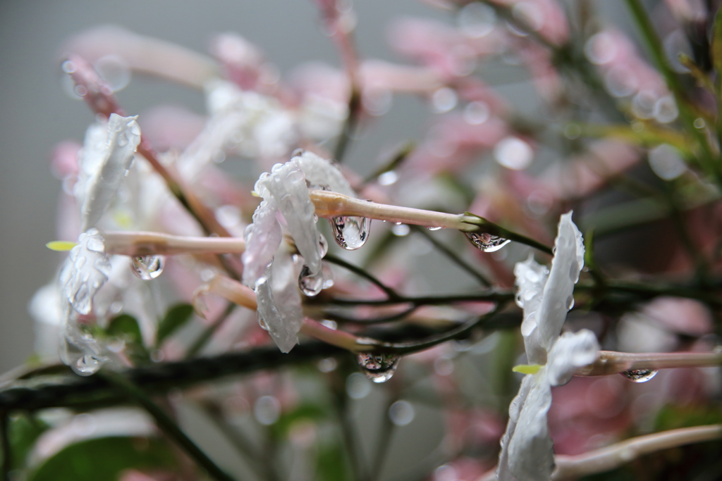 雨の一日　ⅱ