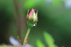 雨の日は・・・Ⅱ