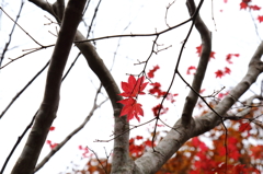 島の紅葉Ⅵ