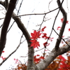 島の紅葉Ⅵ