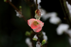 雪に震える　壱