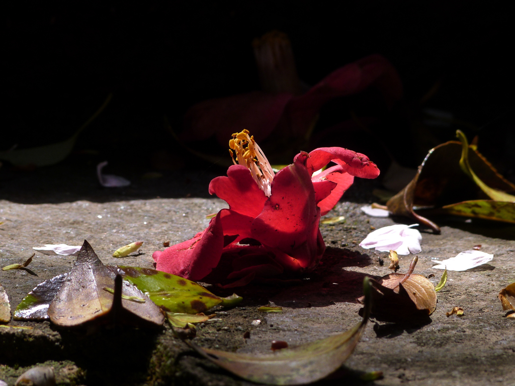 落ち椿Ⅳ