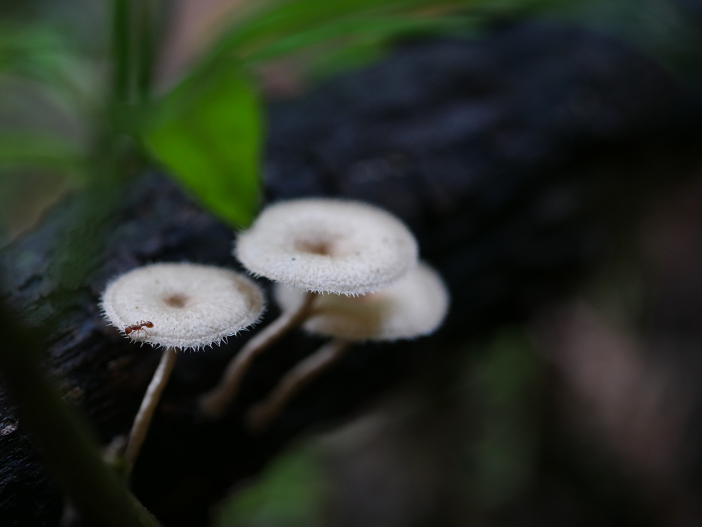 雨の合間にキノコたち　Ⅴ