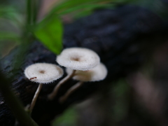 雨の合間にキノコたち　Ⅴ
