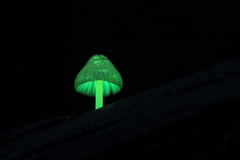 梅雨入りしたキノコの森で
