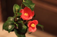 鉢植えのやぶ椿