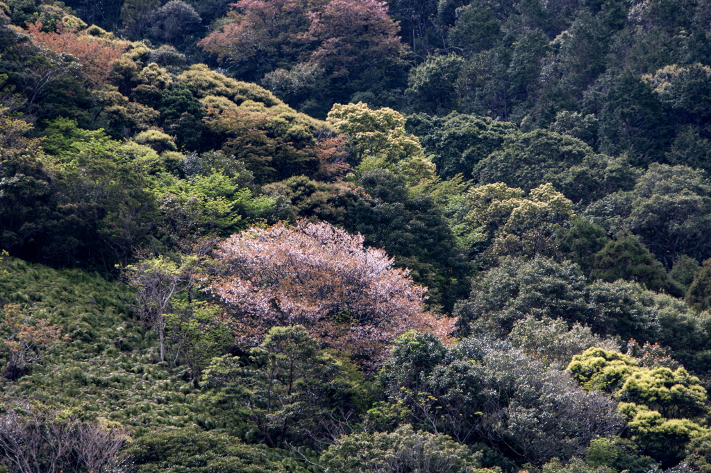 桜から新緑へⅡ