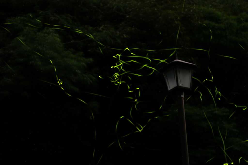 姫もいいけど源氏もね