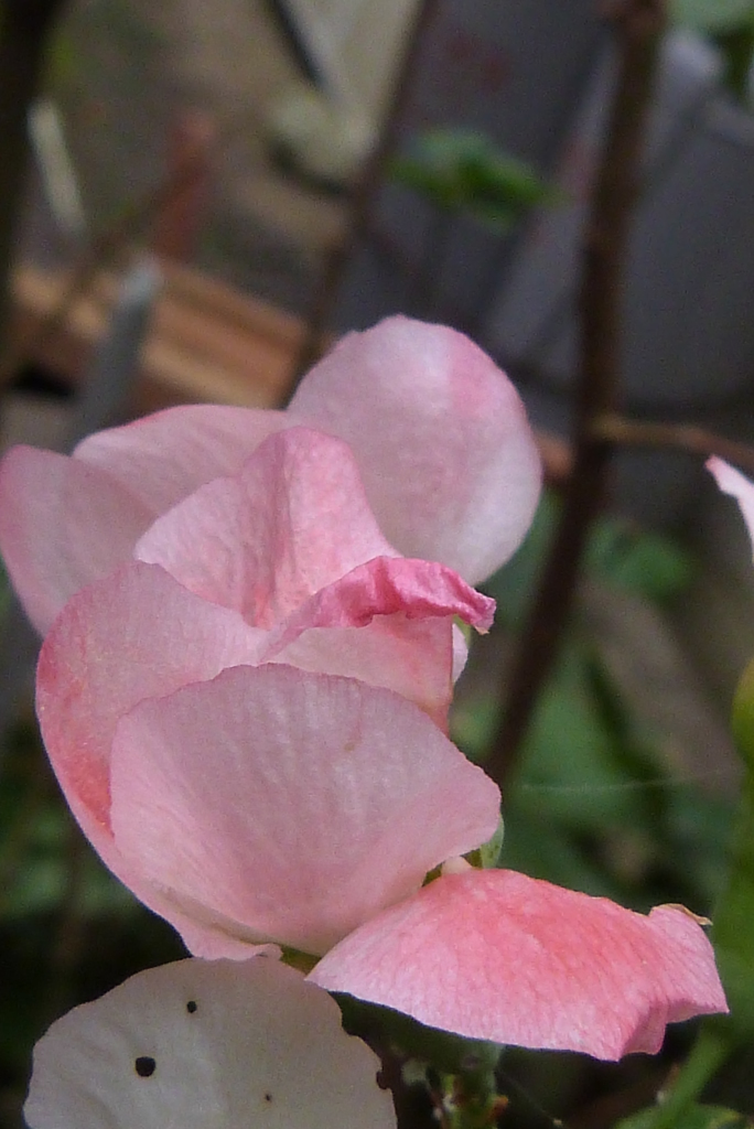 庭の花Ⅱ