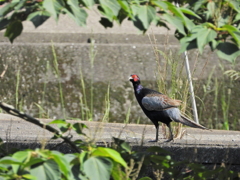 青い鳥を待ってたら　ⅰ