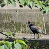 青い鳥を待ってたら　ⅰ