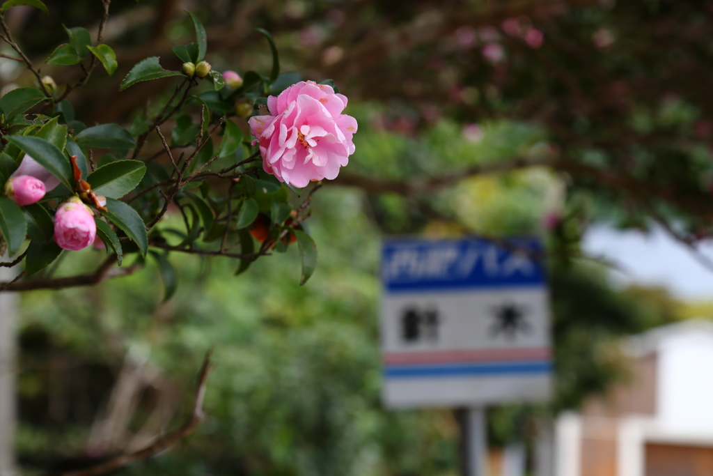 山茶花のバス停Ⅱ