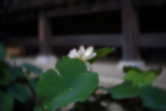 蓮　四