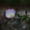 昼咲月見草Ⅲ