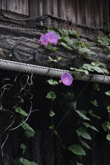 古里の秋Ⅴ