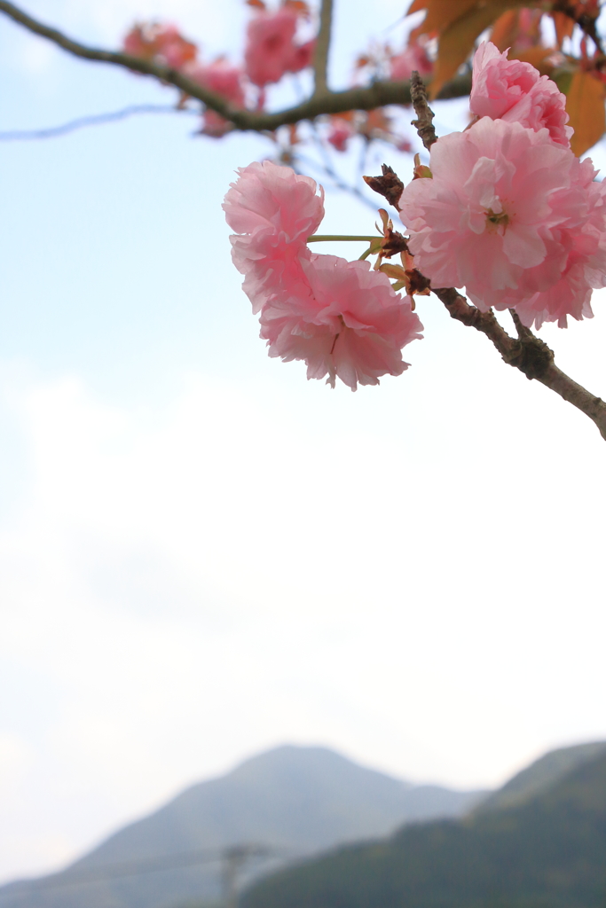 八重桜　四