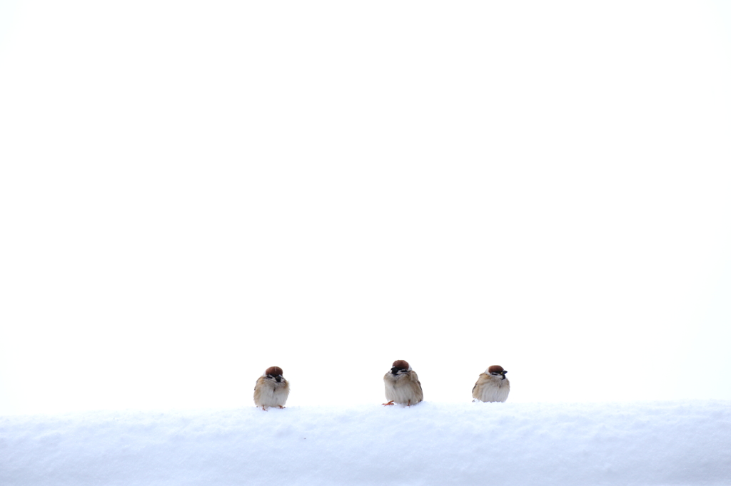 雪原（？）の雀Ⅱ