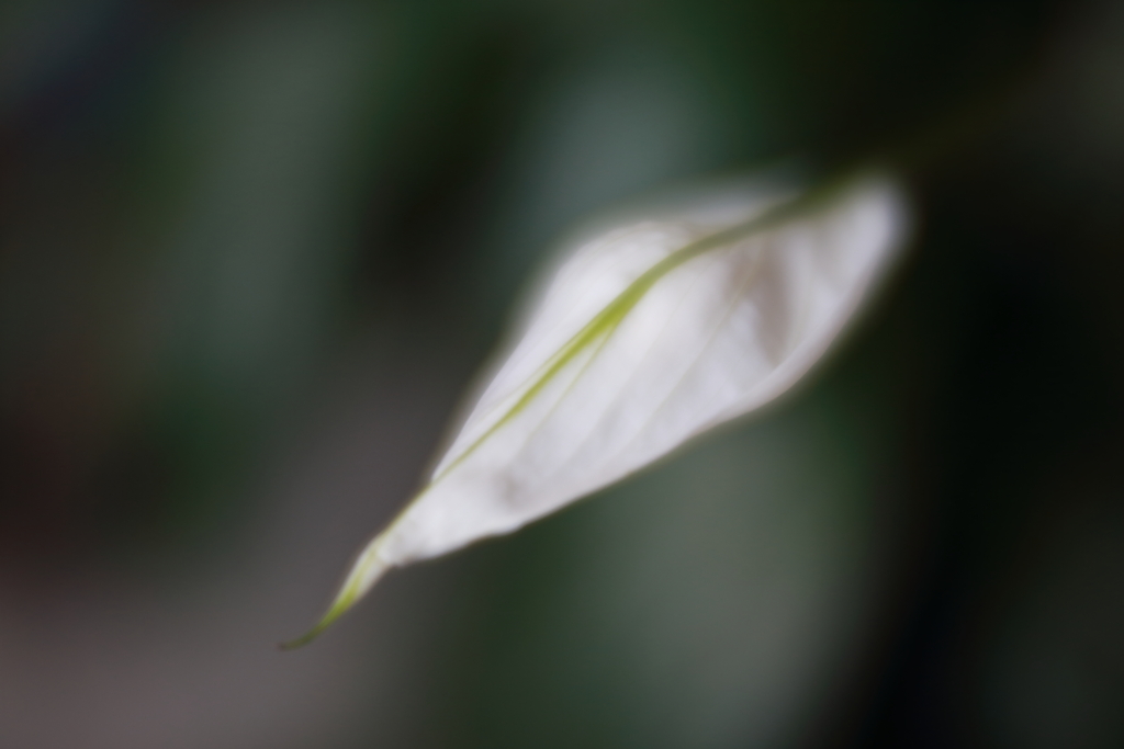 スパティフィラム 