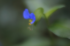 つゆ草