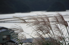 海風にそよぐ