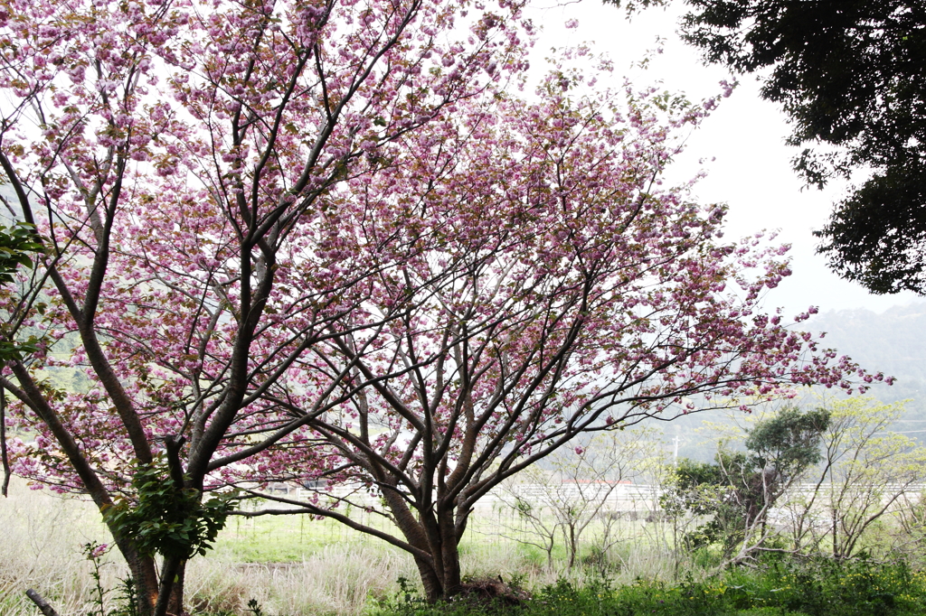 八重桜Ⅲ