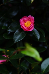 山茶花のバス停Ⅵ