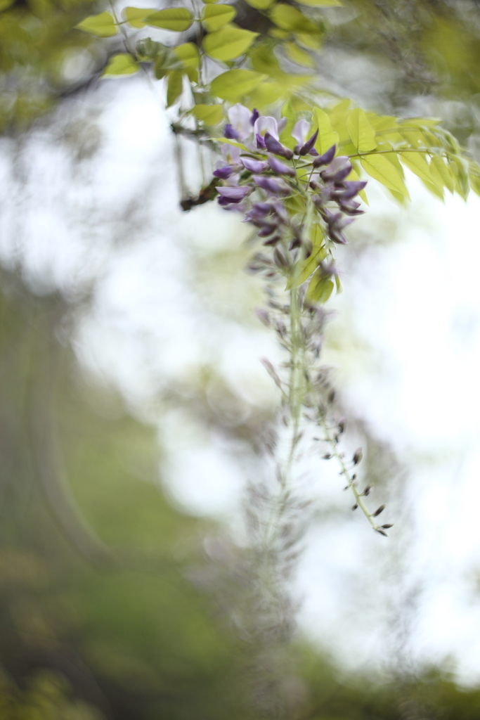 近所に咲く花Ⅱ