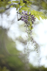 近所に咲く花Ⅱ