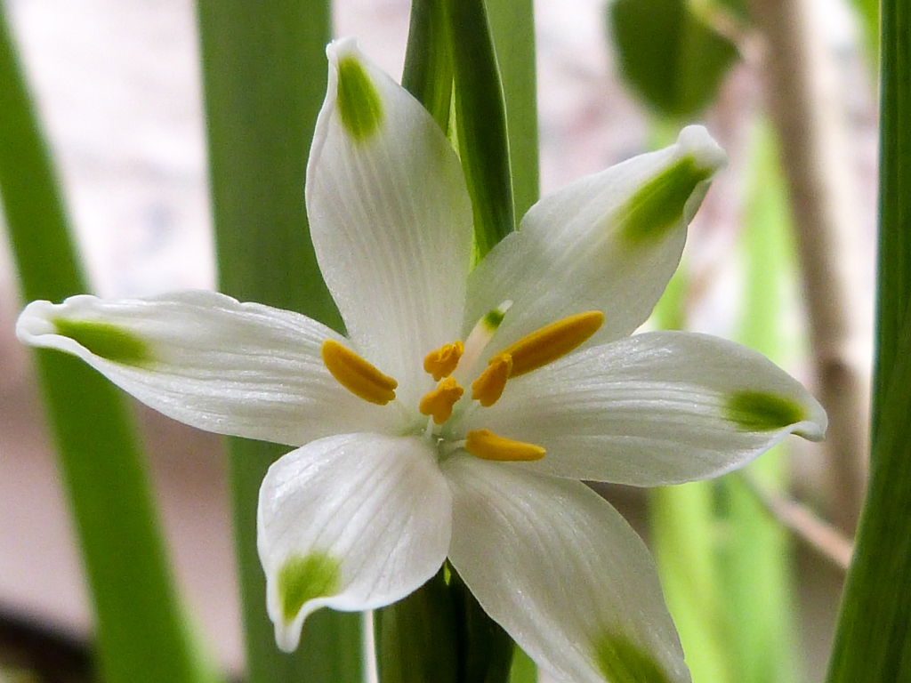 マクロズームⅠ