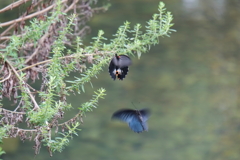 ランデブー　ⅱ