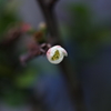 木瓜Ⅲ