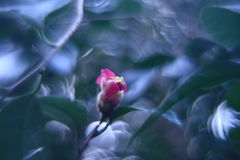 寒蘭展の帰り道　五