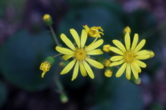 ツワブキの花も