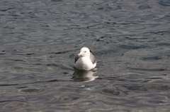 水ぬるむⅡ