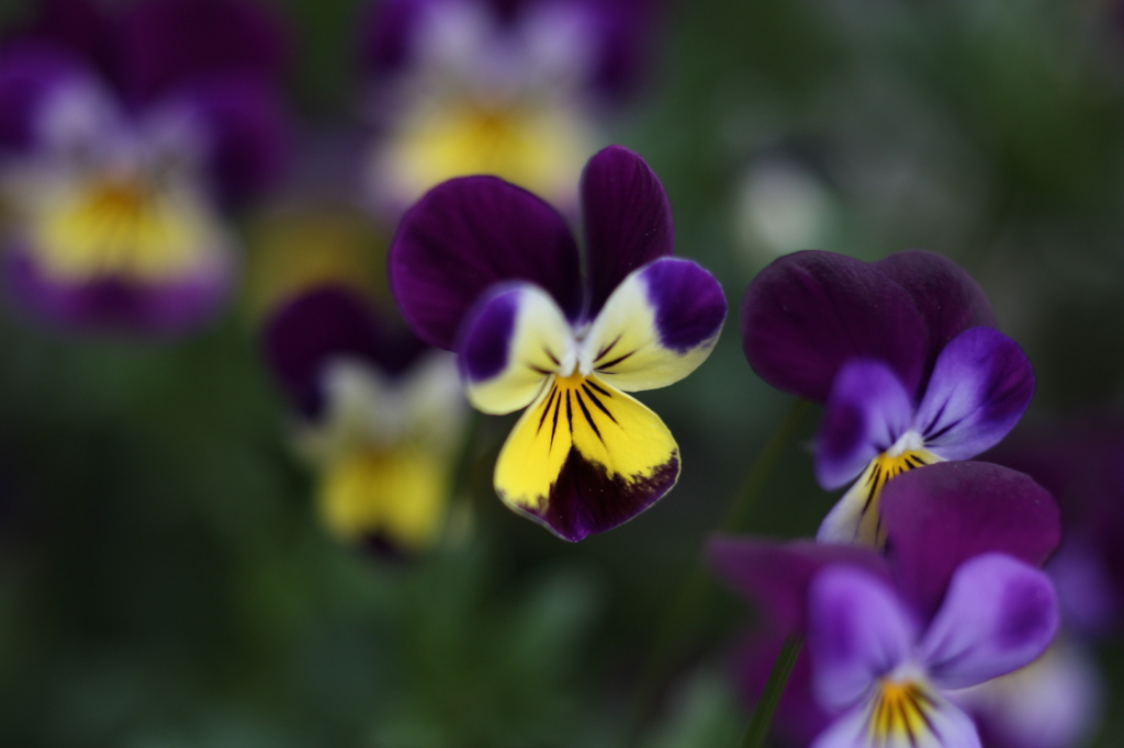 庭の花Ⅲ