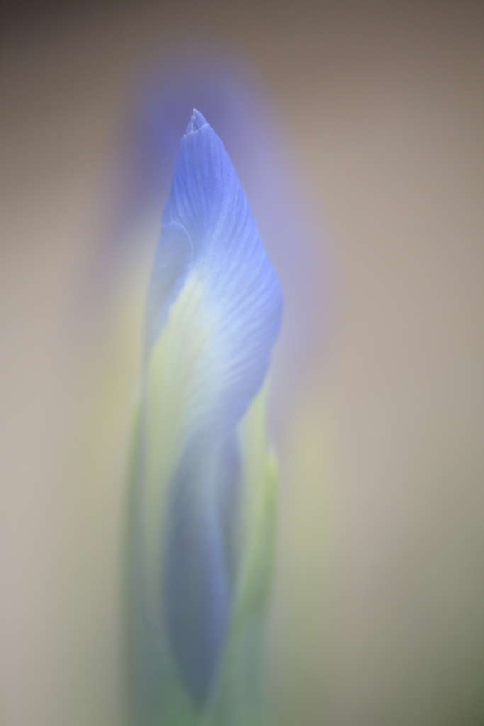 雨上がりのお遊びⅡ