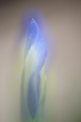 雨上がりのお遊びⅡ