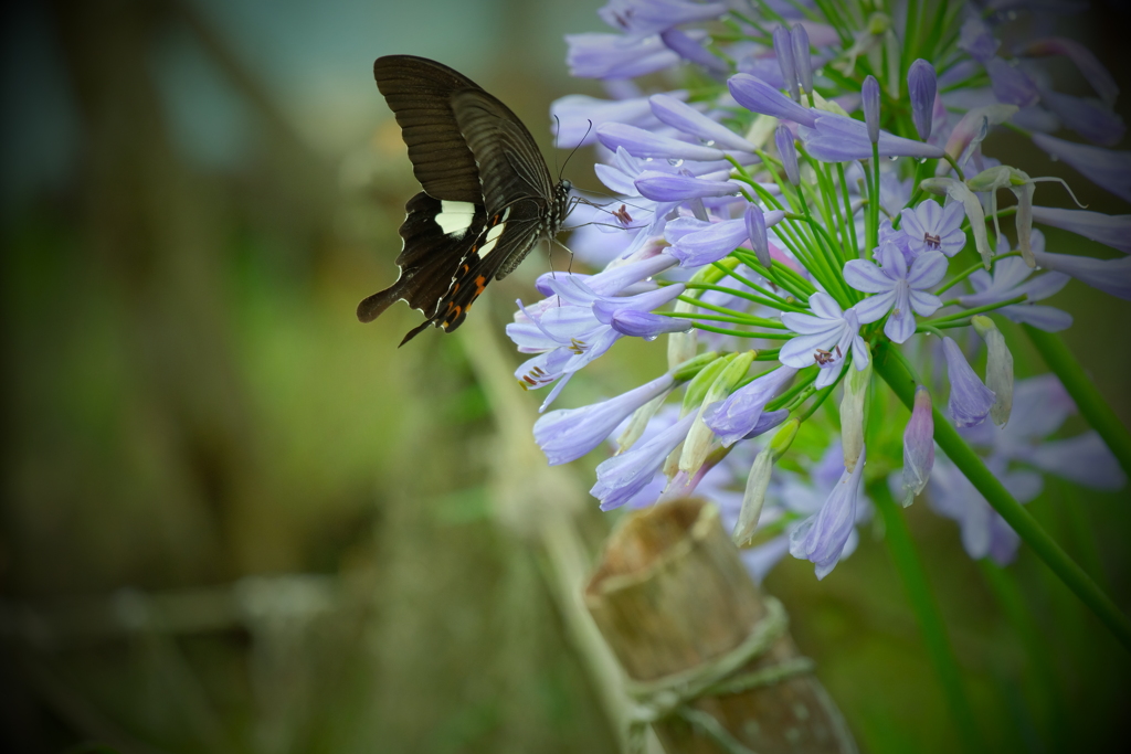 アガパンサスにアゲハ　ⅲ