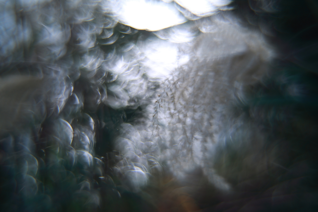 寒蘭展の帰り道　弐