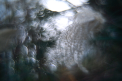 寒蘭展の帰り道　弐