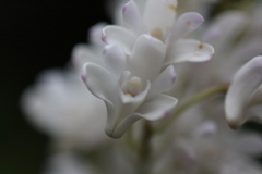 マクロで花を　ⅳ